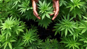 هل تزرع تونس المخدرات؟!