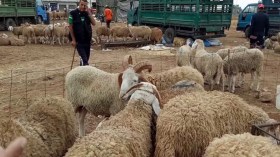 سعر الأضحية من سلالة أولاد جلّال يتخطى 8 ملايين سنتيم