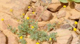 الوزوازة لمحاربة العطش ومواجهة الحرارة في‮ ‬رمضان بوادي‮ ‬ريغ