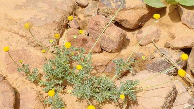 الوزوازة لمحاربة العطش ومواجهة الحرارة في‮ ‬رمضان بوادي‮ ‬ريغ