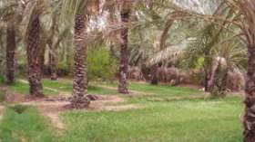 إيثانول النخيل الوقود الحيوي الذي سيؤسس لمرحلة ما بعد البترول