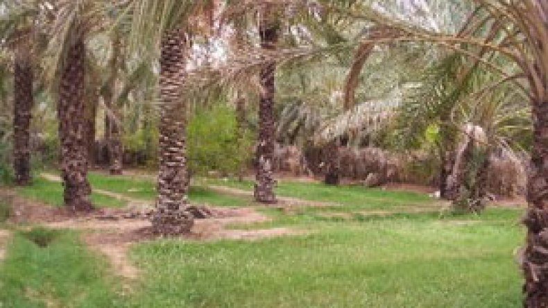 إيثانول النخيل الوقود الحيوي الذي سيؤسس لمرحلة ما بعد البترول