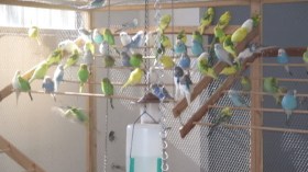 جزائريون يضعون أكوابا من المياه على الشرفات لإنقاذ العصافير من العطش