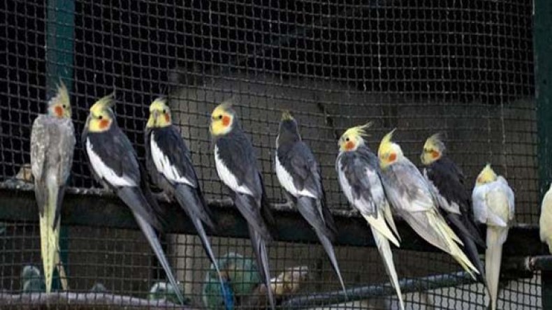 أمريكية تخصص 100 ألف دولار ميراثا لعصافيرها