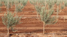 انطلاق عملية غرس 2969 شجرة زيتون