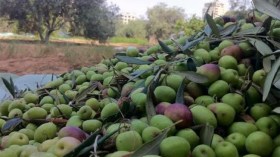 انخفاض محسوس في إنتاج الزيتون ببجاية