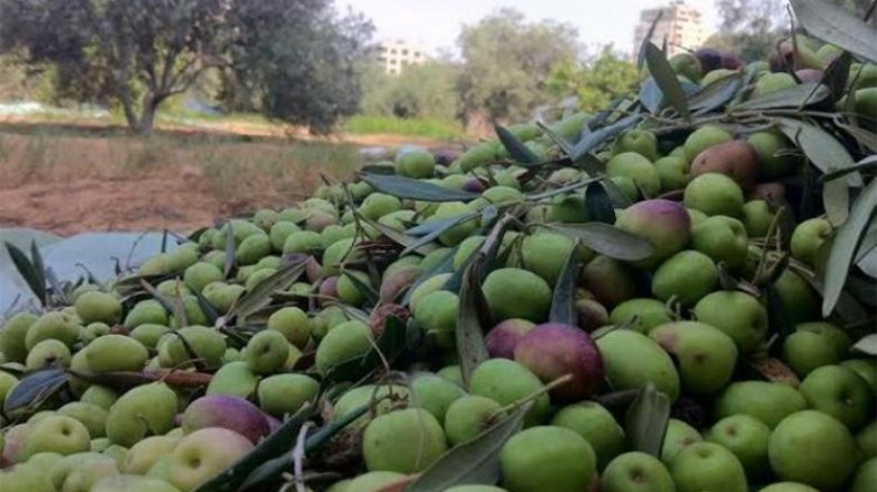 انخفاض محسوس في إنتاج الزيتون ببجاية