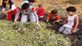 أطفال يتغيبون عن الدراسة لمساعدة عائلاتهم في جني الزيتون