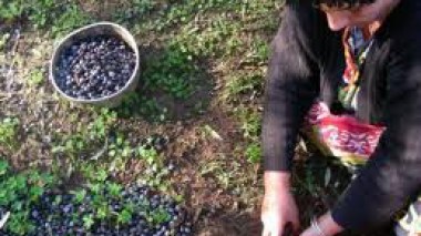 Oléiculture: l’Algérie importe plus de 600 millions de dollars d’huile d’olive