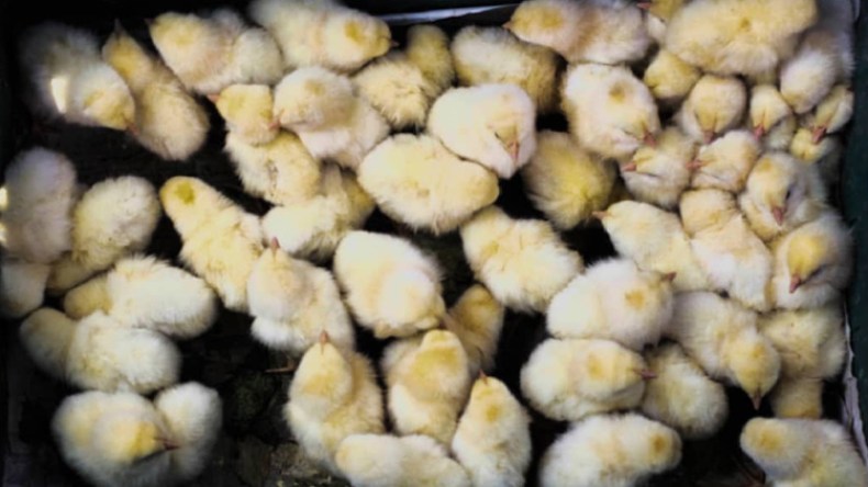 هلاك 4000 كتكوت في حريق مهول بموزاية