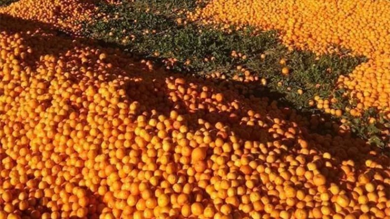 تجار يلقون منتجات فلاحية في العراء لرفع الأسعار