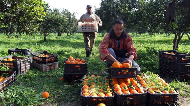 25 مليار دولار.. الإنتاج الفلاحي في عز الأزمة الصحية