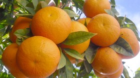 حمضيات الطارف في السّوق الخليجية