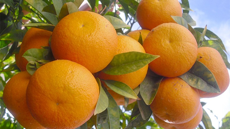 حمضيات الطارف في السّوق الخليجية