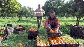 هل نَملك استراتيجية فلاحية؟