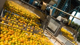 الجزائر تدفع 20 مليون دولار لاستيراد الحمضيات