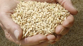 تخفيض سعر الشعير إلى 2300 دينار