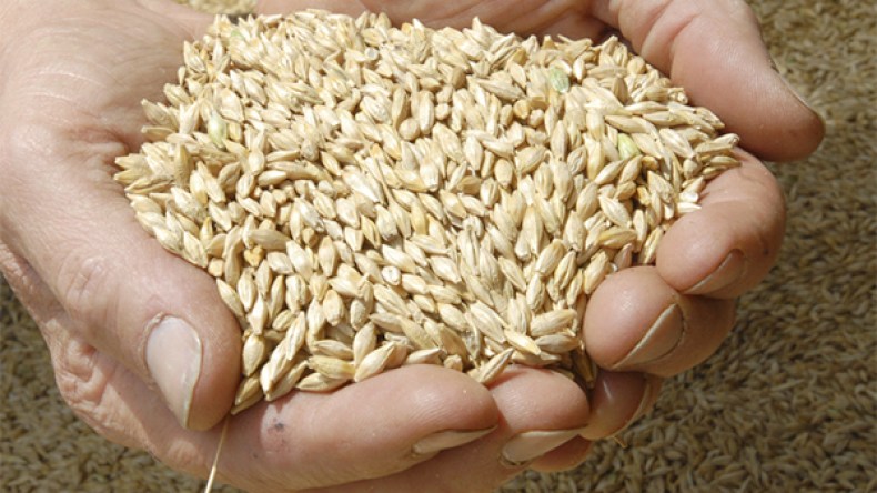 تخفيض سعر الشعير إلى 2300 دينار