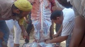 “الهبيتة” ونحر صغار الإبل لاستقبال الخريف بوادي سوف