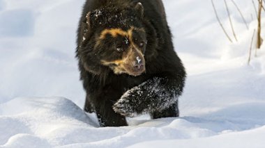Vidéo: un passant poursuivi par un ours