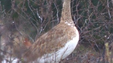 Faune : vers une réglementation de la protection des espèces menacées