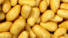 Un dispositif pour réguler le marché de la pomme de terre en Algérie