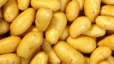 Un dispositif pour réguler le marché de la pomme de terre en Algérie