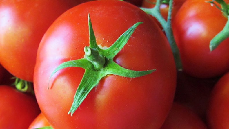 سقوط حر لأسعار الفراولة والطماطم بسبب‮ “‬العفن الرمادي‮”‬