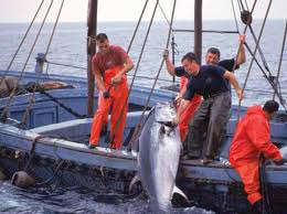 Khanafou : “” La police de la pêche opérationnelle début 2012 “”