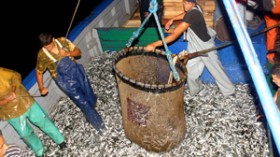 الأمين العام لوزارة الصيد ومدير مركزي وأتراك متهمون باستنزاف التونة الجزائرية