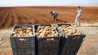 Pomme de terre: production de la semence 100% algérienne en 2014