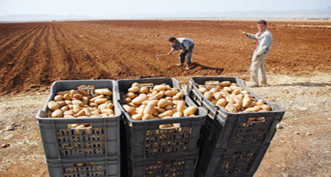 Pomme de terre: production de la semence 100% algérienne en 2014