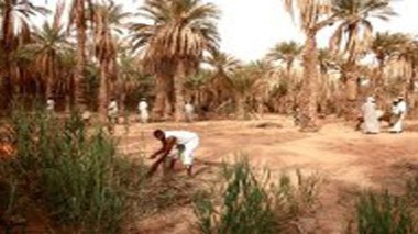 Des volontaires nettoient une palmeraie à Ouargla pour en faire un espace de loisirs