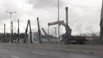 الموت بالقنطة والهفّ!