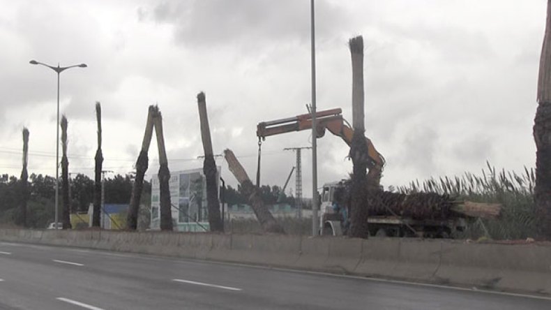 الموت بالقنطة والهفّ!