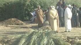 سقوط النخلة “المباركة” بالجلفة