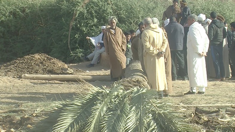سقوط النخلة “المباركة” بالجلفة