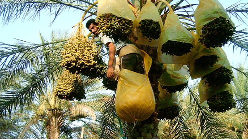 نقص كبير في محصول التمور بالقرى الفلاحية بحاسي مسعود