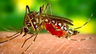 Cas de paludisme importés dans le sud du pays: le dispositif de surveillance renforcé