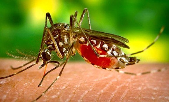 Cas de paludisme importés dans le sud du pays: le dispositif de surveillance renforcé