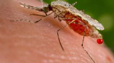 Paludisme: un suppositoire d'artesunate pourrait être efficace comme traitement d'attente