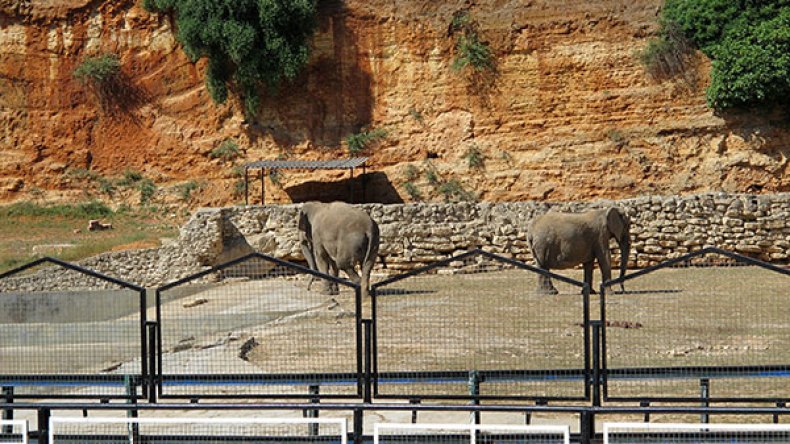 إنهاء مهام مدير حديقة الحيوانات ببن عكنون ونائبيه