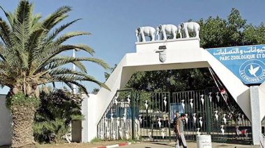 Un tigre s’attaque à un enfant au parc zoologique de Ben Aknoun