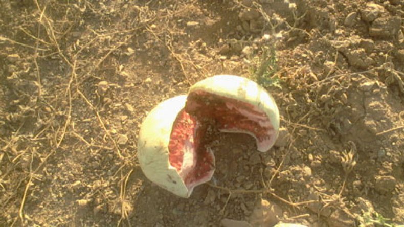 جزائريون استهلكوا “دلاعا” مسقيا بمياه المراحيض