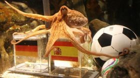 خنزير يعوّض الأخطبوط “بول” لقراءة فنجان نتائج مباريات “أورو” 2012!