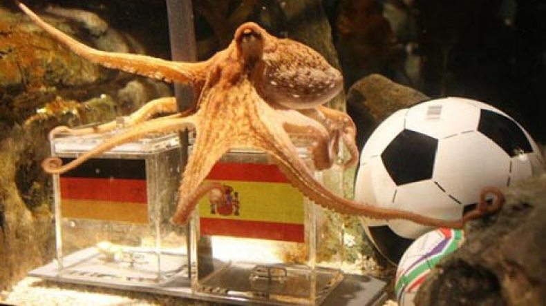 خنزير يعوّض الأخطبوط “بول” لقراءة فنجان نتائج مباريات “أورو” 2012!