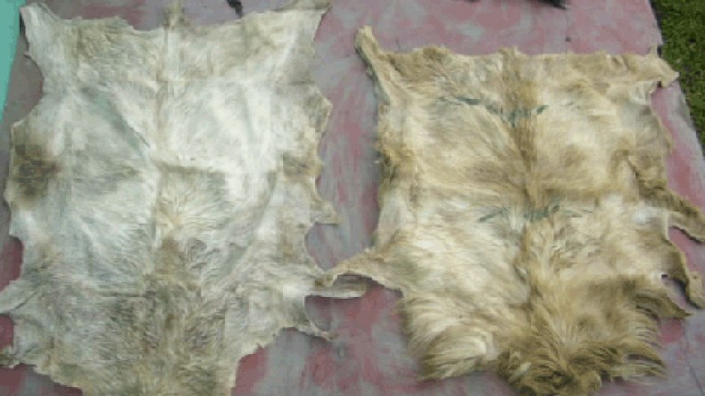 85  % من الجلود الجزائرية تهرب إلى الخارج