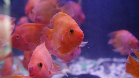 أحواض ساحرة للمتعة والإلهام