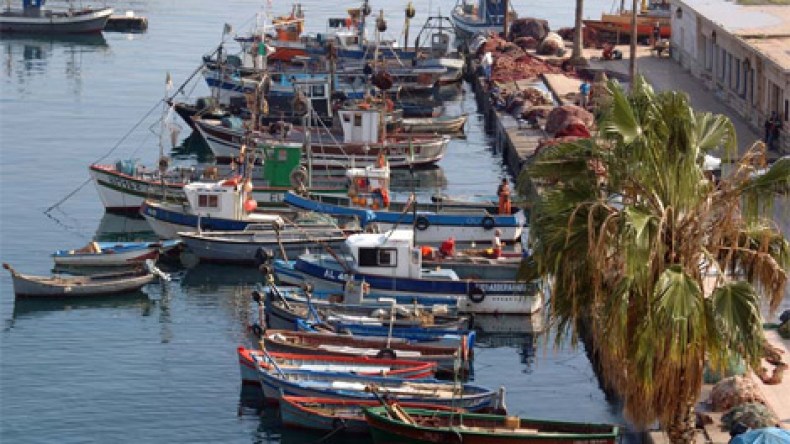 برمجة انجاز 30 مسمكة جديدة لتنظيم سوق الأسماك