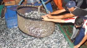 السمك الموريتاني على موائد الجزائريين